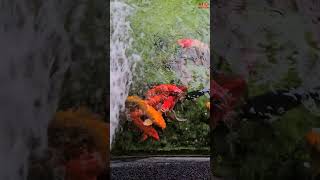 Koi Fish Pond