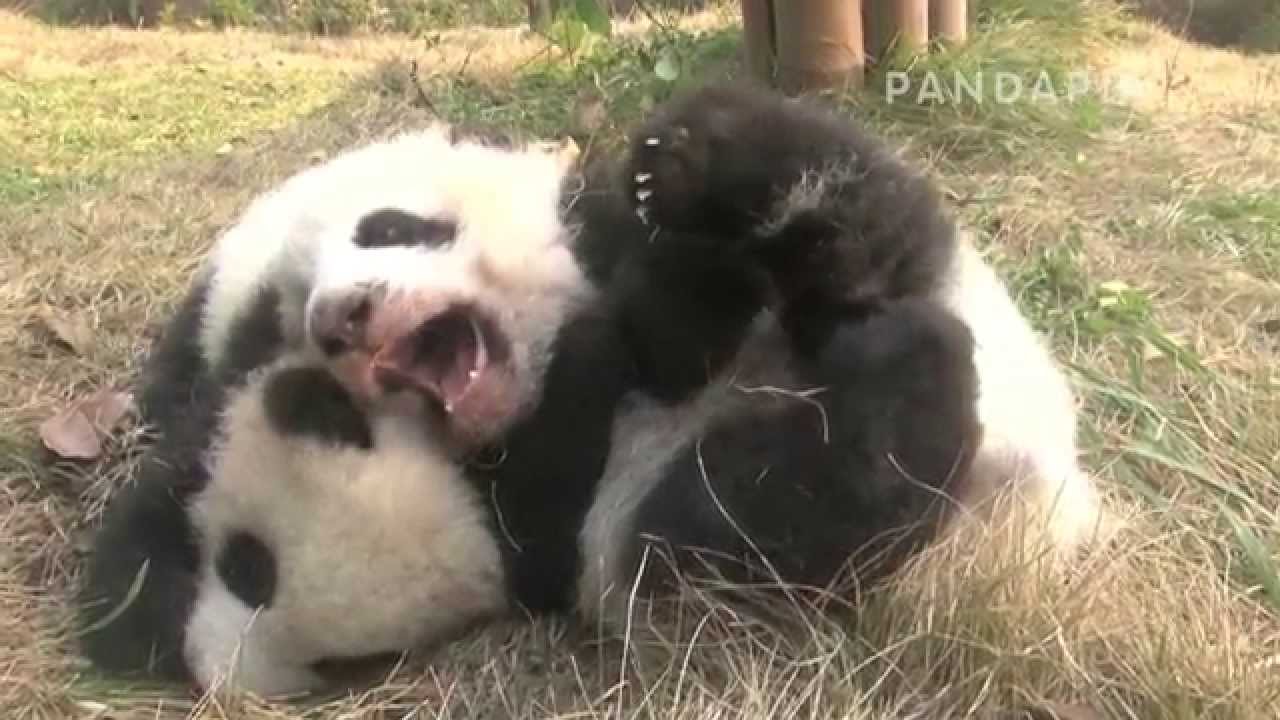 pandapia 20131206-雅一雅二－姐姐雅一很懂事，弟弟無論怎麽鬧她都不會生氣 pandas merge