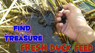 Treasure hunting in the rice fields, snails for duck feed