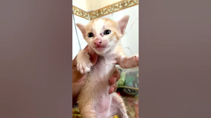 Watch the video about Little orange kitten meowing #meowing #cat #kitten #cute #catlover #pets #shorts #babykittens
