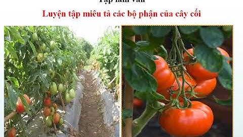 TẬP LÀM VĂN LỚP 4-TUẦN 23-LT MIÊU TẢ CÁC BỘ PHẬN CỦA CÂY CỐI