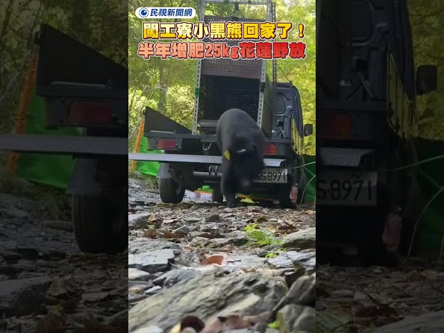 闖工寮小黑熊回家了！增肥25kg花蓮野放｜民視新聞｜
