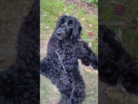 Video: Câine de apă portugheză
