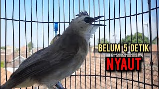trucukan gacor TARUNG ROPEL PANJANG pancingan trucukan agar bunyi jadikan burung trucuk gacor EMOSI