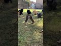 Two Rats Battle in Backyard While Cats Form a Fierce Circle Around Them 🐀🐱🔥