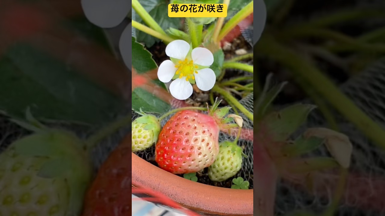 鉢植え苺がもうすぐ食べごろ ネットに守られ大きくなっています