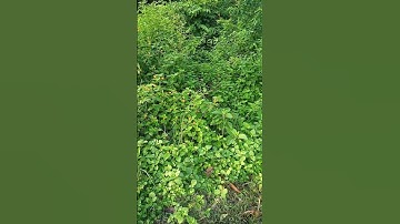 my first vlog @activrahul8673