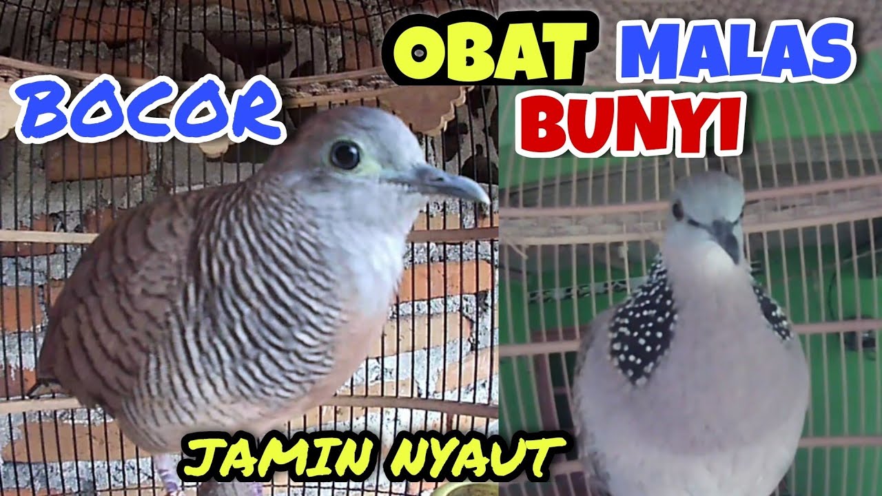 Perkutut Lokal Suara Keras Ngotot X Tekukur Djawa Nglaras. JAMIN NYAUT