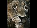 He Is Taka Not ScarЁЯШФ Lion King Edit Shorts Mufasa Lion Viral Trending He Is Taka Not ScarЁЯШФ Lion King Edit Shorts Mufasa Lion Viral Trending