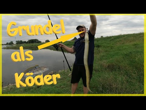 Aal und Zander angeln mit Grundel als Köder am Fluss / so einfach wird es gemacht  #Elbe Aal