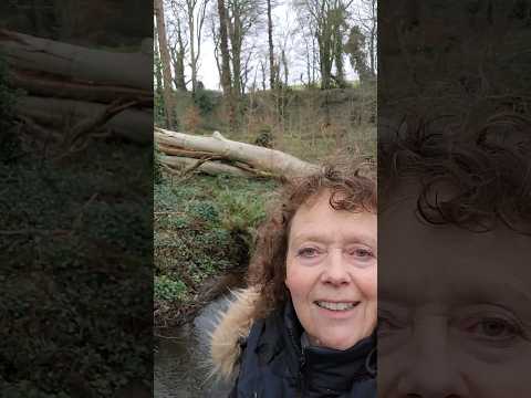 Are your roots better than 300 year old tree? #jesus #christianencouragement  #christian