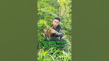 Viêm đường tiết niệu tiểu buốt tiểu rắt mọi người dùng ngay cây đạm trúc diệp #tieubuot #tieurat