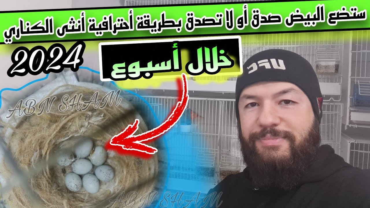 بهذه الطريقة خلال أسبوع ان شاءالله أنثى الكناري سوف تبيض/ متى تضع أنثى الكناري البيض بعد التلقيح؟