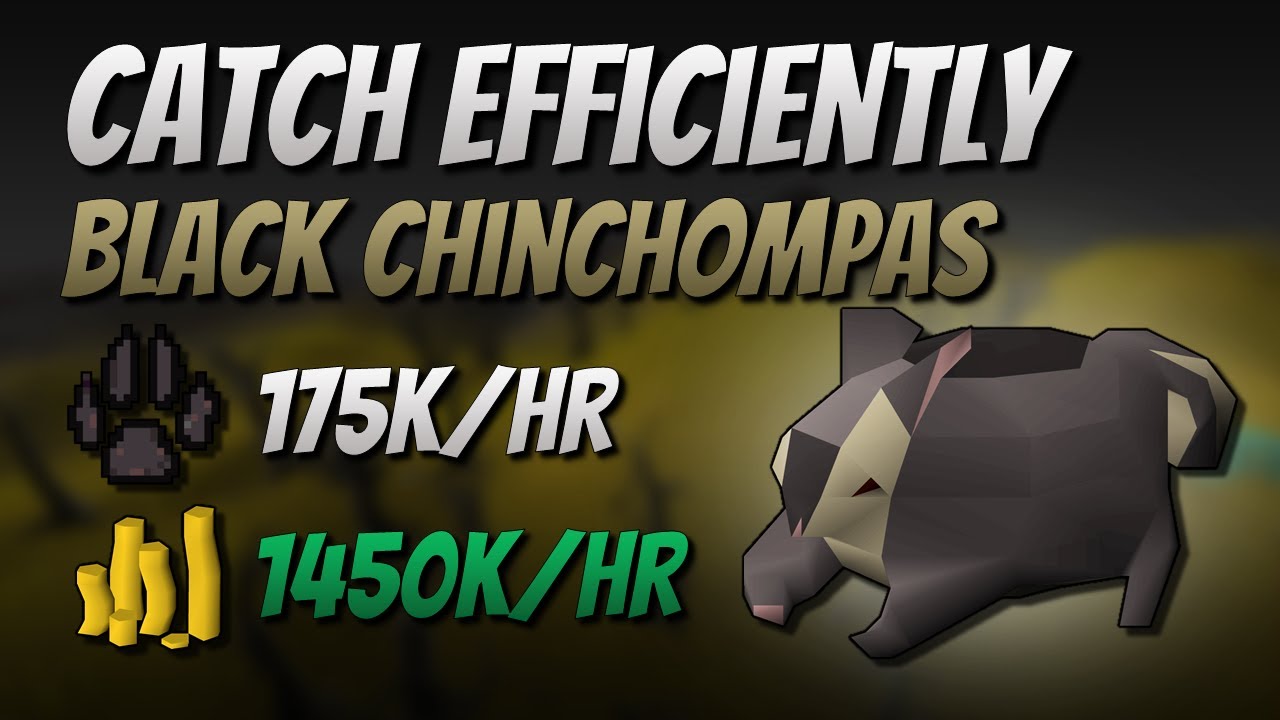 Catch Black Chinchompas Efficiently [175K EXP 1450K GP/Hr] YouTube