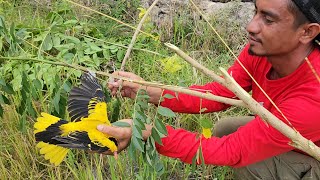 LUAR BIASA_MIKAT BURUNG ORIOLE HANYA DI TANAH