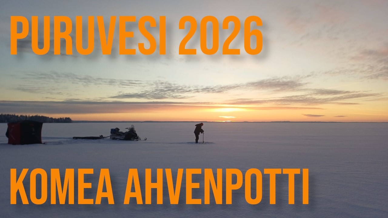 PURUVESI | AHVENEN PILKKIMISTÄ | PARVELLINEN ISOJA LIVELUOTAIMEN RUUDULLA