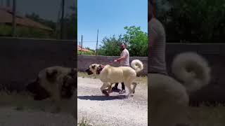 This Is How The Anatolian Lion Happens, Sivas Kangal Dog