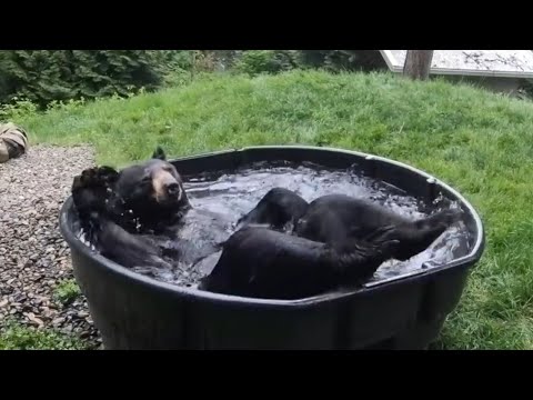 Видео: Медведю в будку накидали