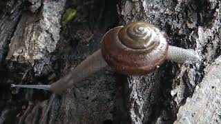 Barefoot Joel Finds A Southern California Shoulderband