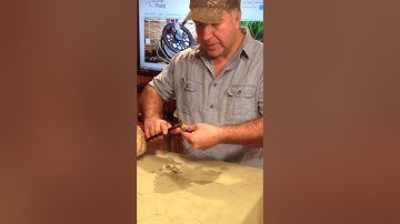 Green Crab Rigging for Tautog also known as Black Fish