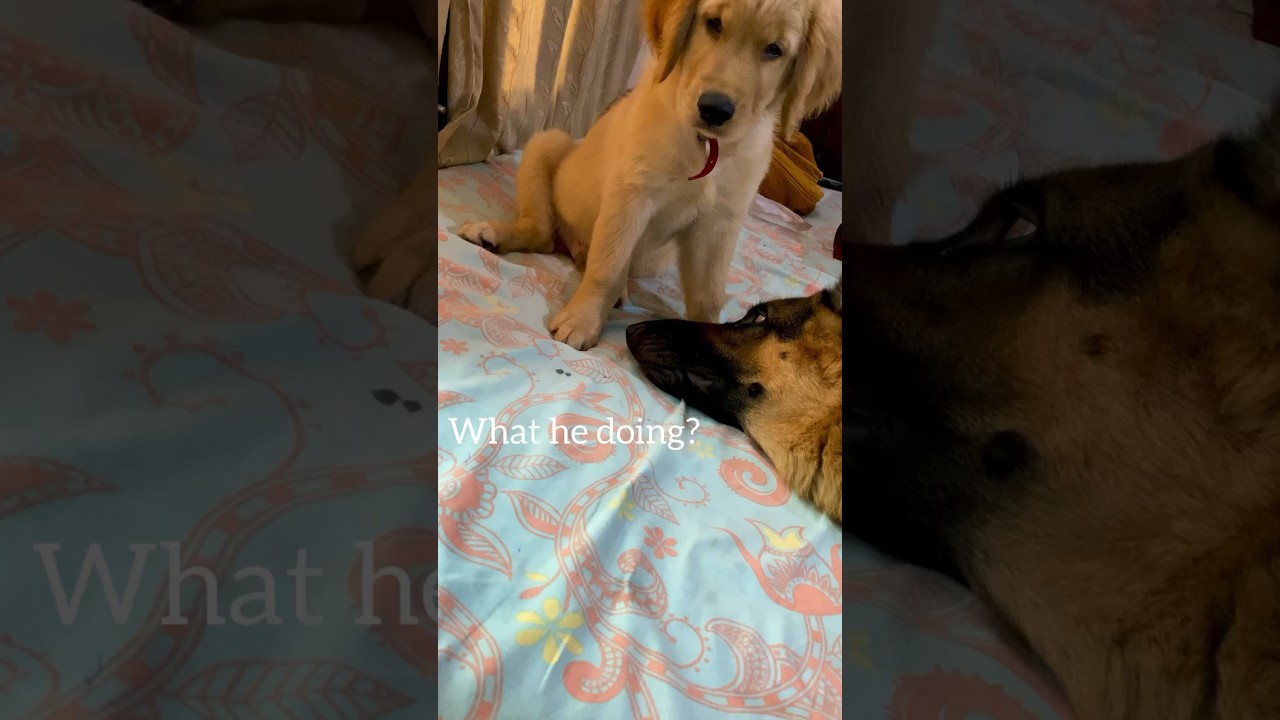 My golden retriever tries waking up  my german shepherd 🤭🤭 