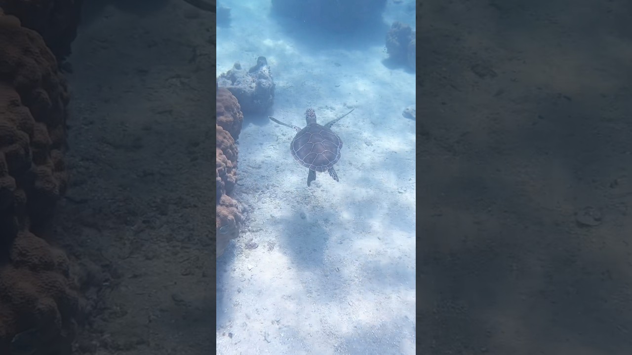 Snorkeling today. Tortuga!!! #bahamas