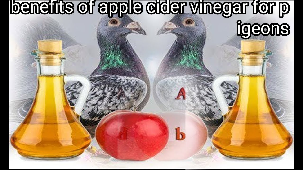 Apple cider vinegar for pigeon Benefits of apple cider vinegar for pigeons YouTube