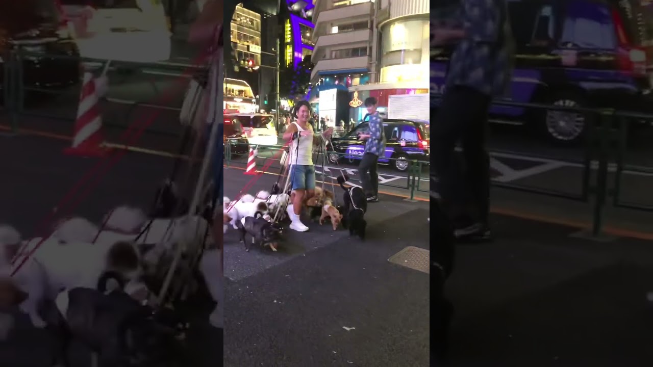 Man with multiple dogs #japan #tokyo #pets #dog #travel #viral #trending #shorts #fun #funny