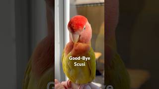 Good-Bye, Scusi. Please fly high with the Eagles in Heaven 🌈❤️🦜 #shorts #short