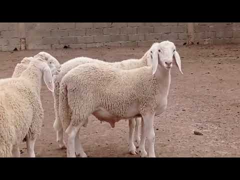 شاهد اغنام اولاد جلال الجزائرية تبارك الرحمن