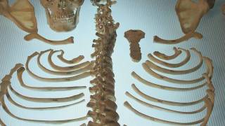 Forensic Science Field Techniques - Identifying Human Remains
