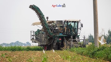 🍅 MTS Sandei THR 650s | Raccolta Pomodoro da Industria | Tomato Processing Harvest