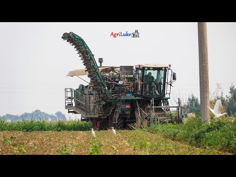 🍅 MTS Sandei THR 650s | Raccolta Pomodoro da Industria | Tomato Processing Harvest