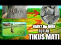 cara basmi tikus sawah hanya bermodal 1000 rupih