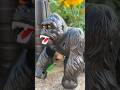 Infrared Controlled Robotic RC Gorilla | Educational Animal Toy with Torch Remote