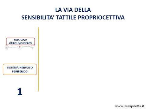 Video: Quando le vie neuronali si decussano significa che loro?