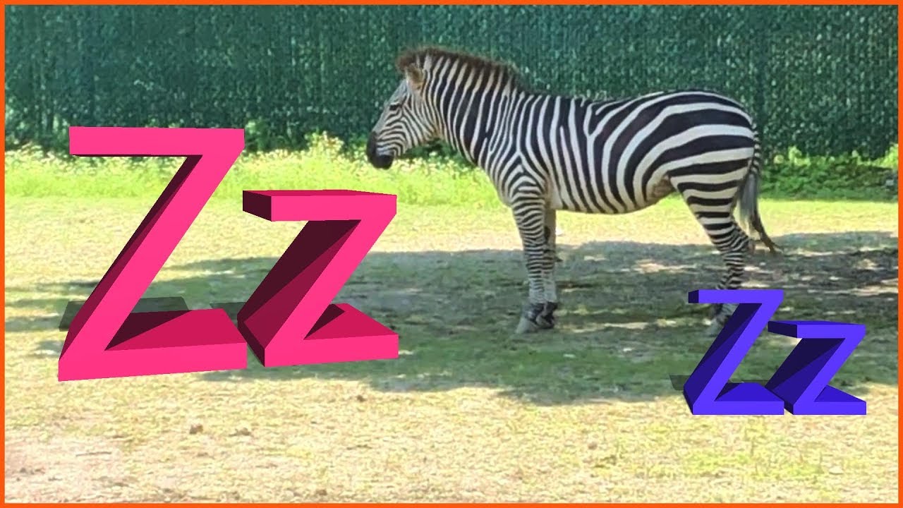 Letter Z YouTube