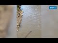 Bristol man captures incredible footage of beaver exploring bank under Bedminster Bridge