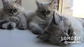 Nevamasquerade kittens have a nap by Neva Cats 73 views 4 years ago 29 seconds