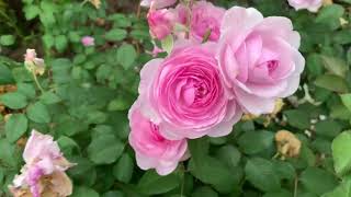 🌹Роза Дэвида Остина ‘Оливия роуз’ I Вторая волна цветения I David Austin rose ‘OLIVIA ROSE’