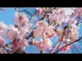 花手紙 / 高山 厳(2011年3月リリース) ♪cover  kuni