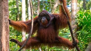 Slideshow Monkey