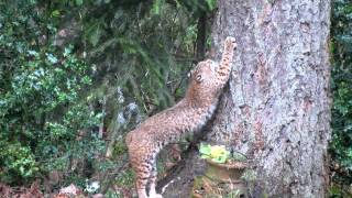 Bobcat 20120328.MOV