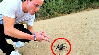 I ALMOST STEPPED ON THIS GIANT SPIDER HIKING!