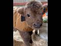 Found a bunch of cuties 😊 #cute #baby #highland #highlandcow #highlandscoffee