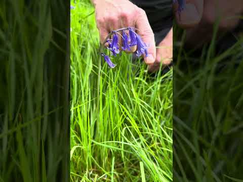 زنگوله آبی معمولی    جستجوی غذا جستجوی غذا طبیعت