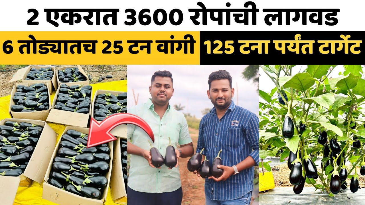 2 एकर वांग्याची लागवड।6 तोड्यातच 25 टन वांगी 3600 रोपात 125 टना पर्यंत टार्गेट।बारटोक वांग लागवड 🍆