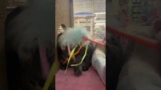 IMG 3939 MOV