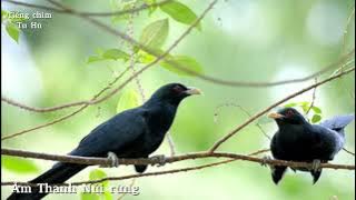 Tiếng Chim Tu Hú - Po Ối Hay Nhất 2025 || Tiếng Chim Gọi Kêu Bố Giữa Rừng