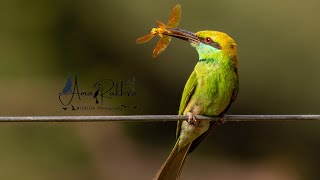 Metronomic call of Coppersmith Barbet: Bird Calls